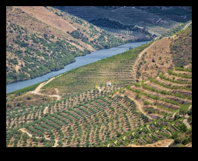 Vineyard Vistas III: Explorând încă o dată arta podgoriilor din întreaga lume