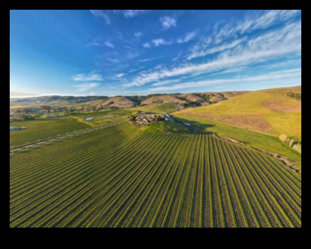 Vineyard Vistas III: Explorând încă o dată arta podgoriilor din întreaga lume