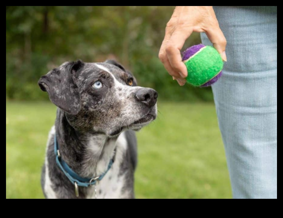 Beyond Fetch: Jocuri stimulatoare pentru un câine fericit și sănătos