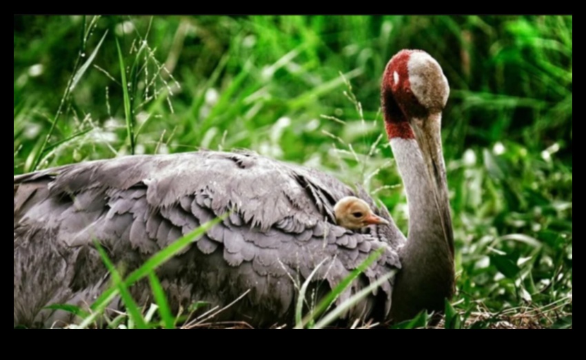 Habitat Harmony: încurajarea comportamentelor naturale la animalele de companie