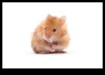 Hamster Health Verificați examenele obișnuite și sfaturile de monitorizare