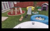 Puppy Playground construind o curte sigură și stimulantă